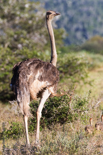 The Ostrich (Struthio camelus)