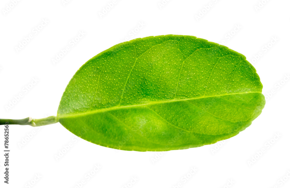Obraz premium leaves