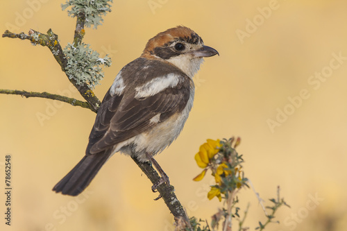 Shrike ( Lanius senator) perched on a branch photo