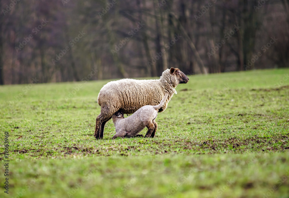 Cute lambs with adult sheeps in the winter field Cute lambs with adult sheeps in the winter field