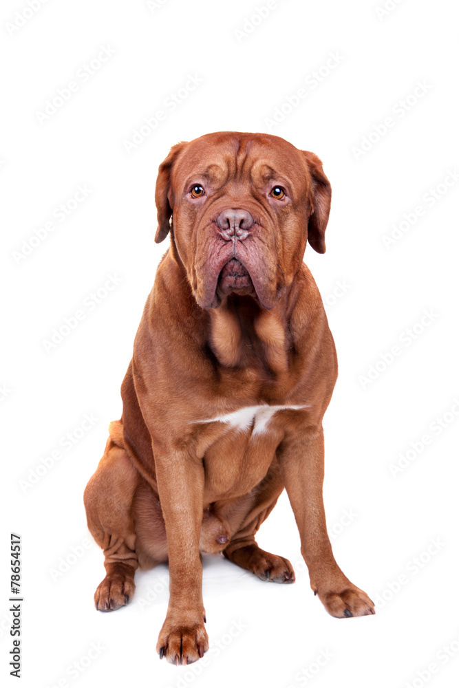 Dog of Dogue De Bordeaux isolated on white Dog of Dogue De Bordeaux isolated on white