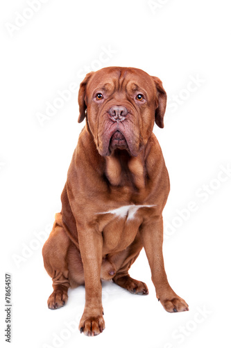 Dog of Dogue De Bordeaux isolated on white