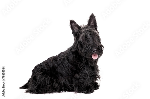 Fényképezés Black scottish terrier on white background