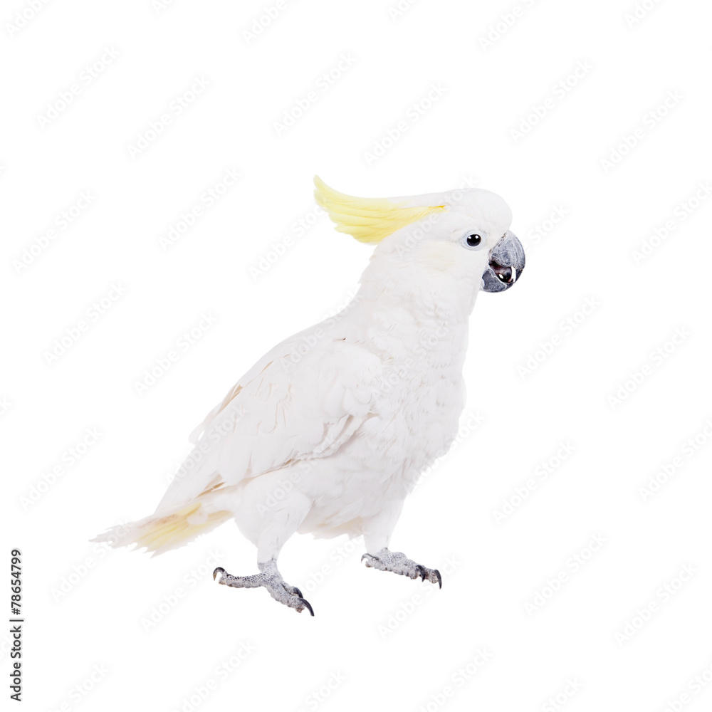 Sulphur-crested Cockatoo, isolated on white