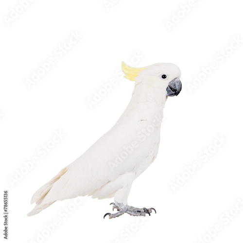 Sulphur-crested Cockatoo, isolated on white