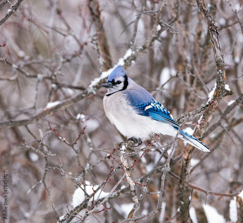 Blue Jay in Winter