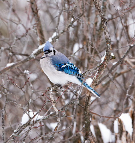 Blue Jay in Winter © FotoRequest