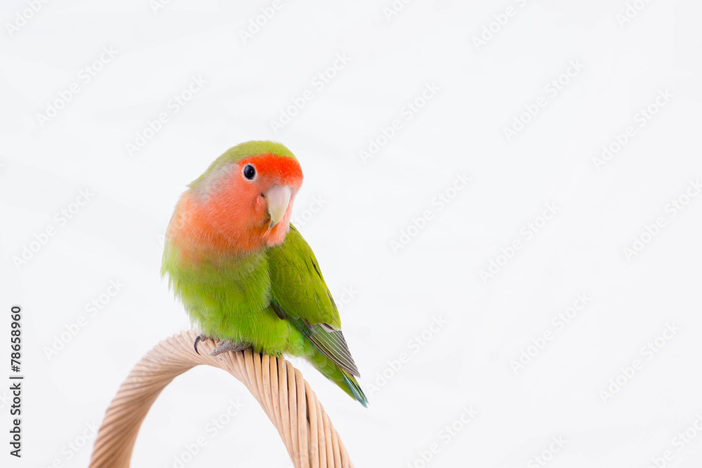 Fototapeta premium oiseau inséparable roséicolis - lovebird