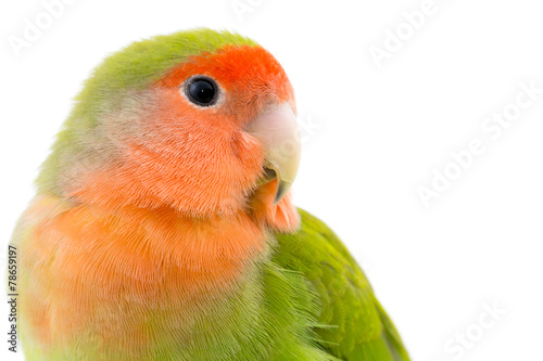 portrait d'un oiseau inséparable - Lovebird