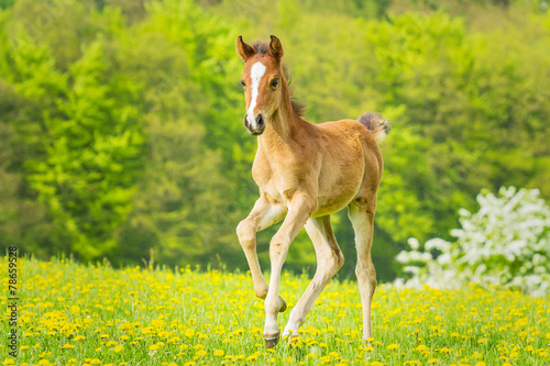 Araber Fohlen in Bewegung