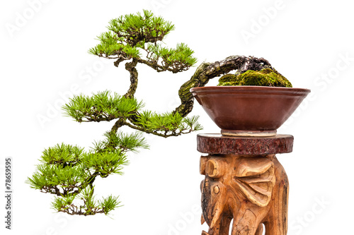 Bonsai pine tree in ceramic pot