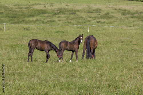 two young colts and mare