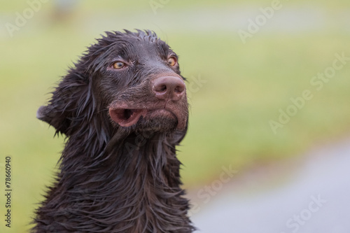 Verrückter Hund