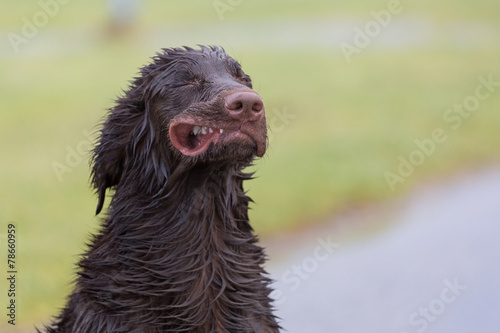 Verrückter Hund