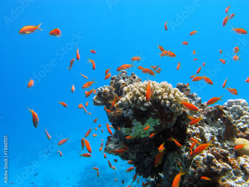 coral reef with exotic fishes anthias in tropical sea