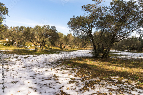 Oliviers sous la neige