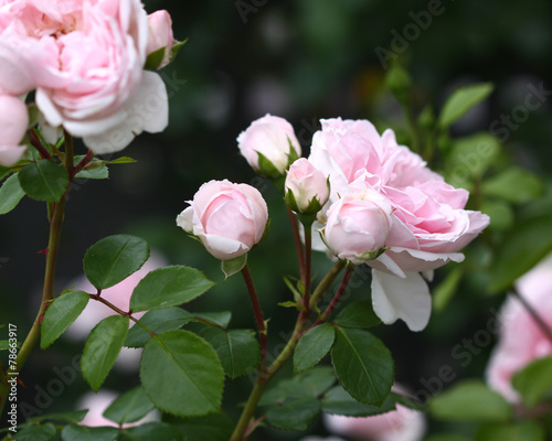 Garden pink romantic roses