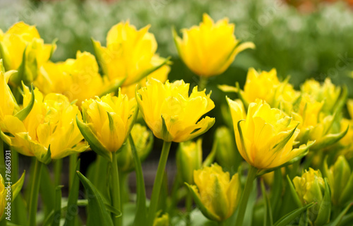 Yellow tulips