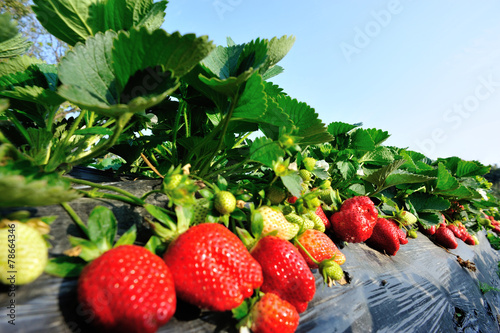  strawberry plants grow in garden