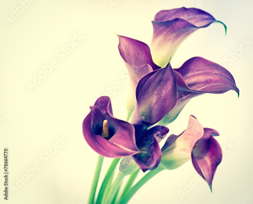 Fototapeta Naklejka Na Ścianę i Meble -  beautiful calla flower