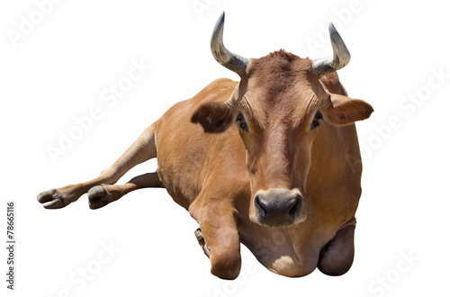 Cow