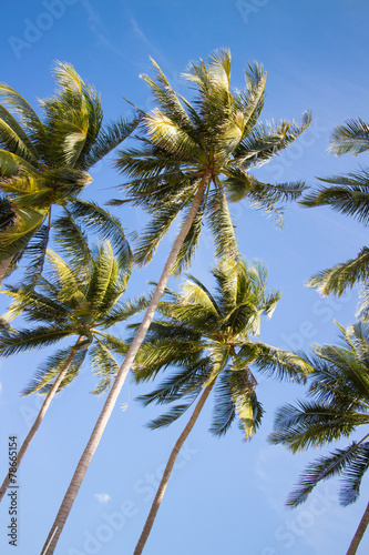 palm over blue sky