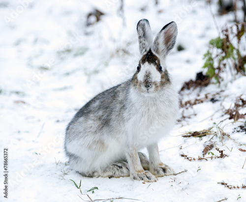 Grey-Brown Snowshoe Hare Sheds His  Fur in Autumn 