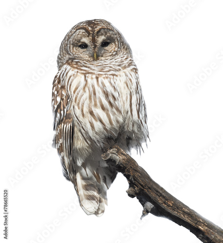 Barred Owl in Winter on White Background