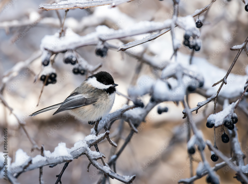 Black-Capped Chickadee in Winter Black-Capped Chickadee in Winter