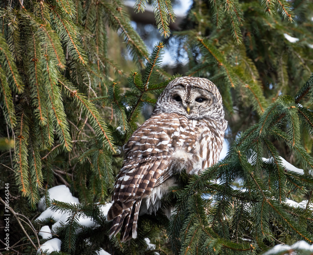 Fototapeta premium Barred Owl in Winter