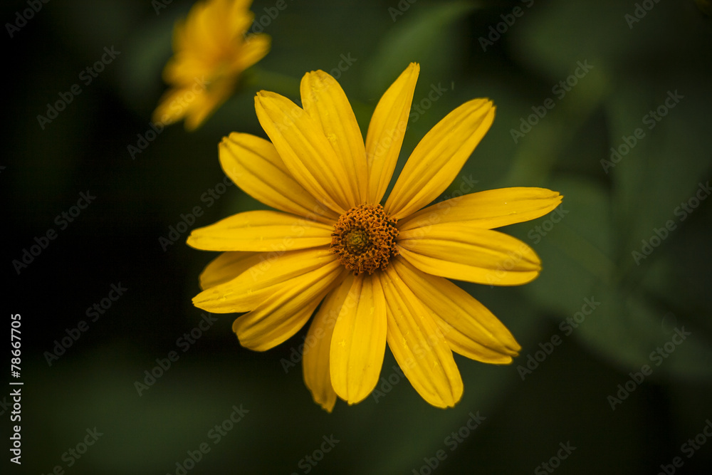 Yellow flower on green background in summer day. Yellow Daisy with beautiful leaves. Vintage photo of chamomile Yellow flower on green background in summer day. Yellow Daisy with beautiful leaves. Vintage photo of chamomile