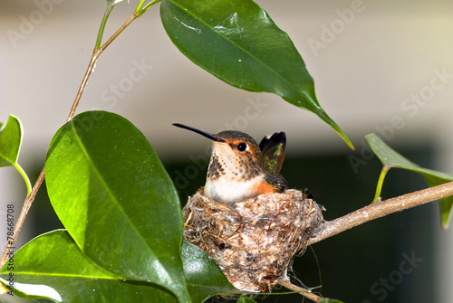 Rufous Hummingbird
