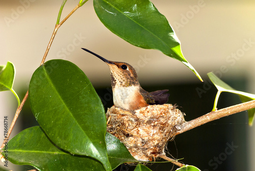 Rufous Hummingbird