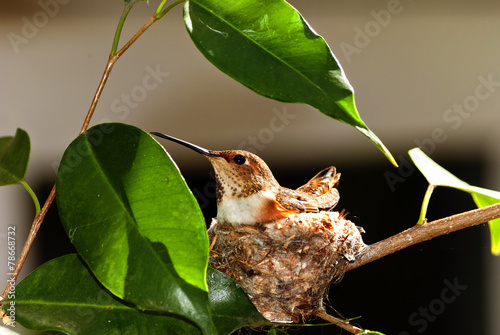 Rufous Hummingbird