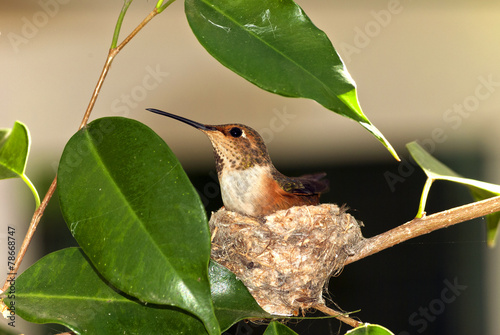 Rufous Hummingbird