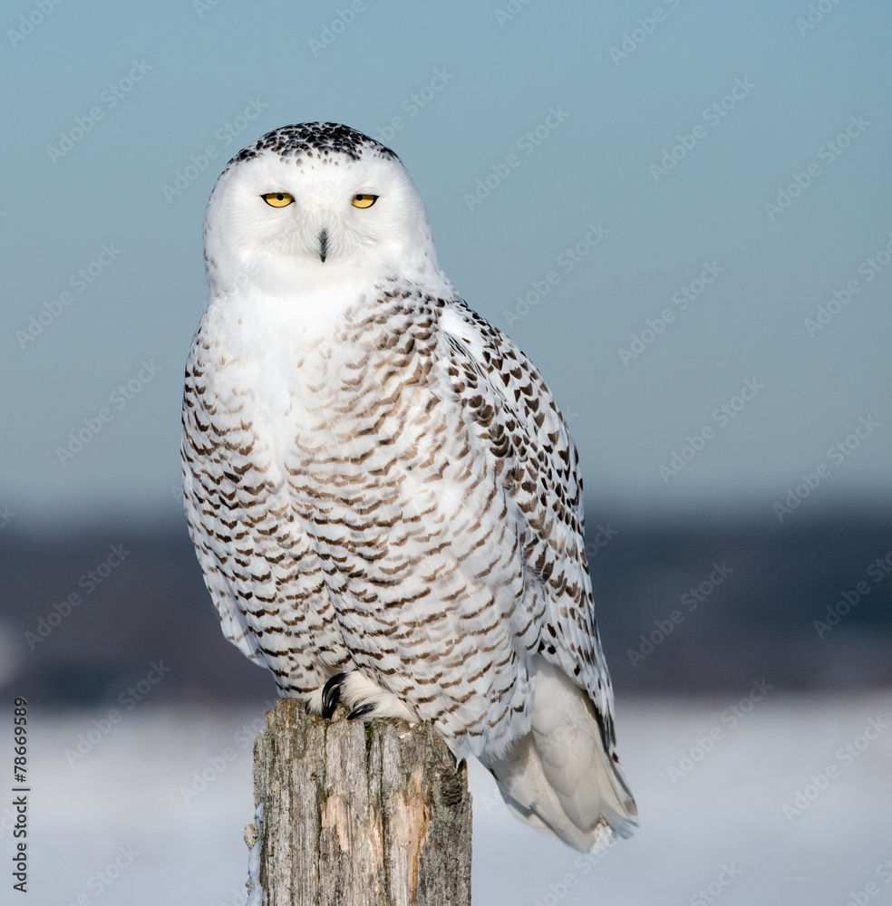 Fototapeta premium Snowy Owl