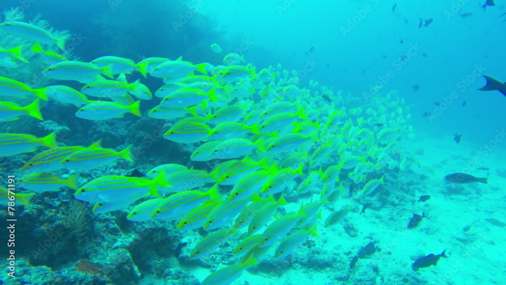 School of yellow Fish School of yellow Fish