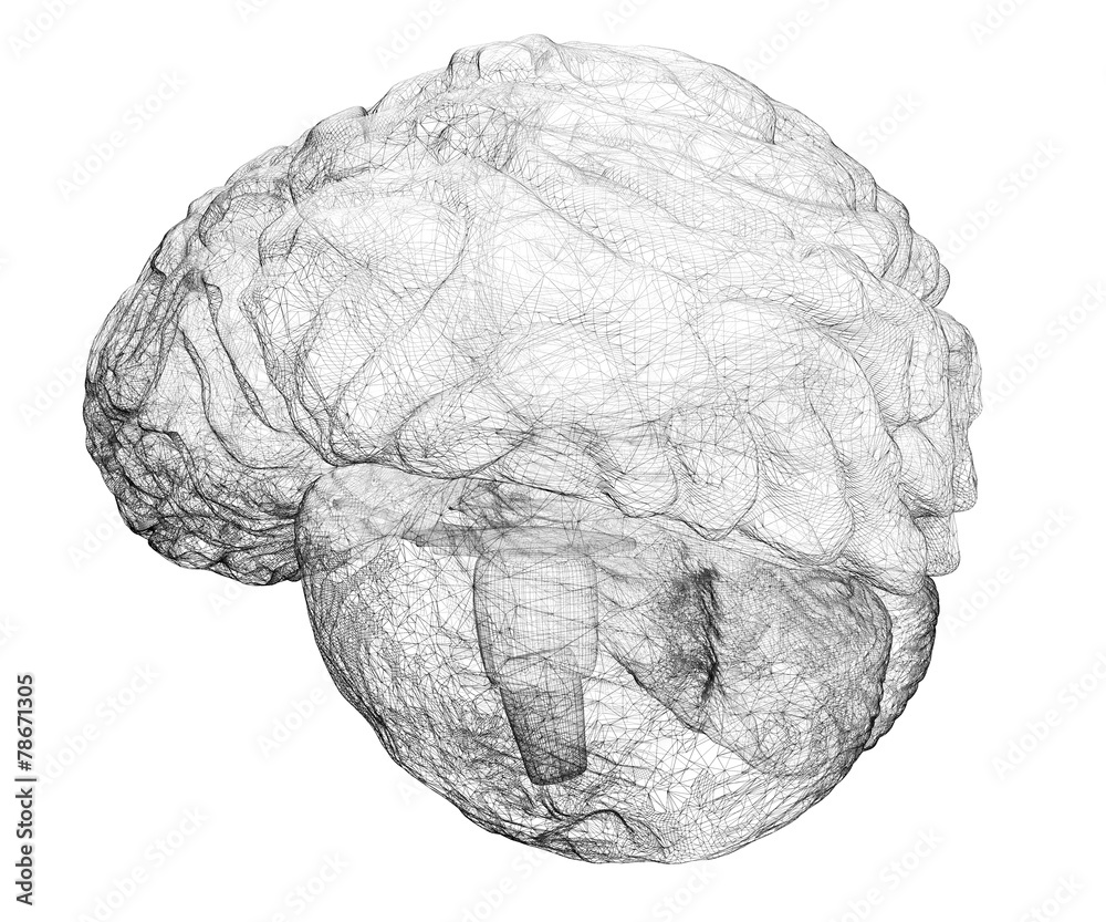 human brain human brain