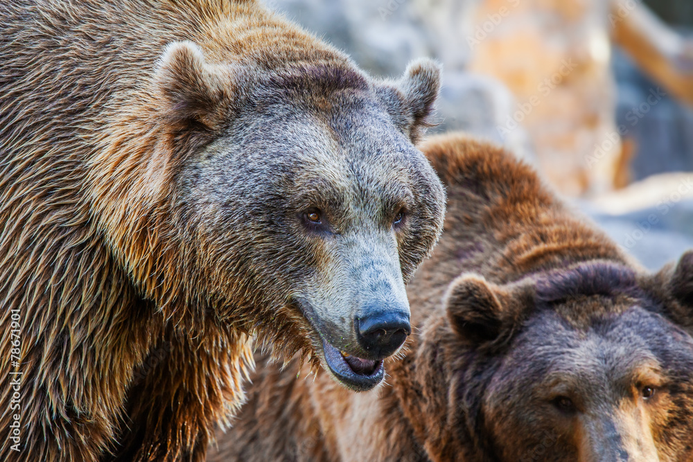 Grizzly Brown Bear head, close-up