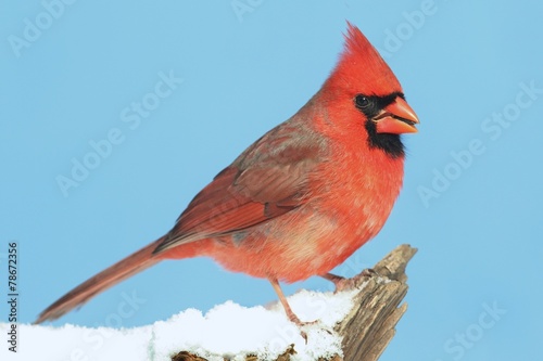 Cardinal In Snow © Steve Byland