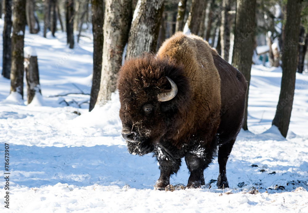 American Bison (Buffalo Meadow) in Winter American Bison (Buffalo Meadow) in Winter