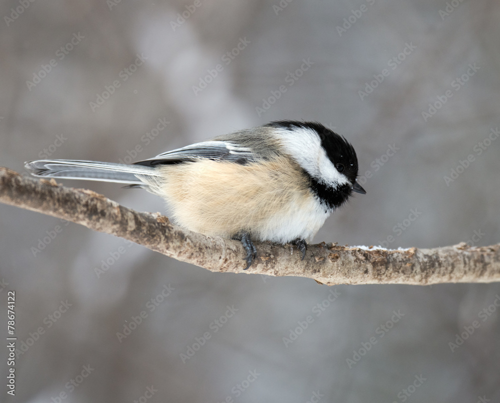 Fototapeta premium Black-Capped Chickadee in Winter 