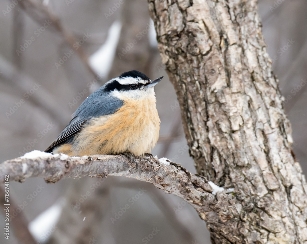 Fototapeta premium Red-breasted Nuthatch in Winter