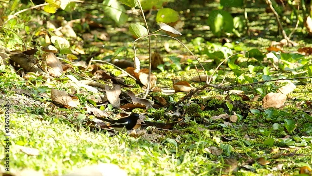 magpie robin bird is moving and catching the food magpie robin bird is moving and catching the food