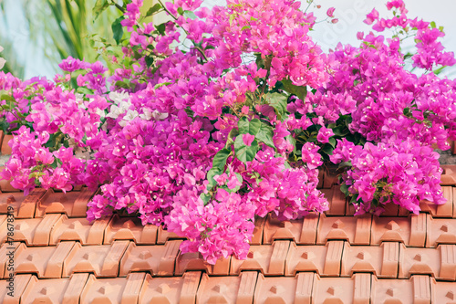 Miracle of the blossoming