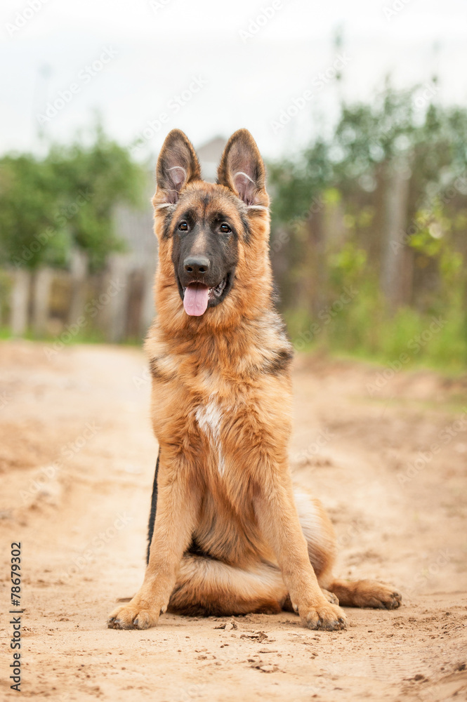 German shepherd dog
