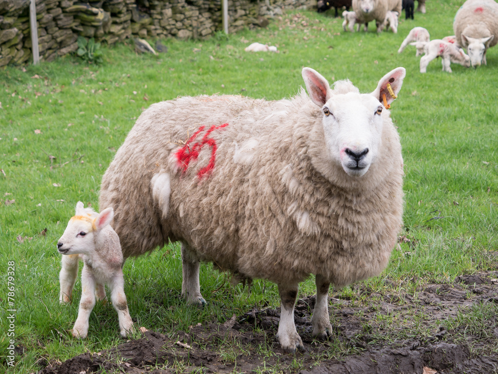 Obraz premium Lamb and ewe