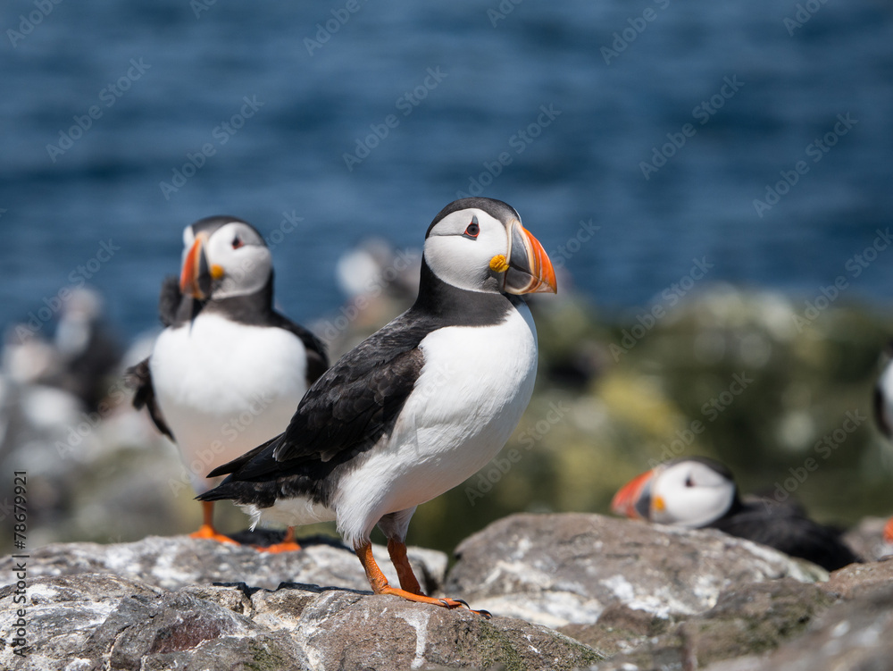 Fototapeta premium Farne Island Puffins