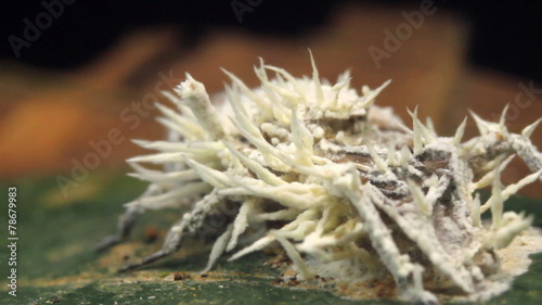 Cordyceps fungus infecting a fly in rainforest, Ecuador photo