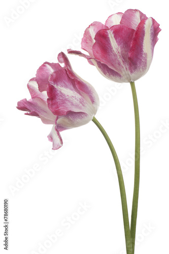 tulip